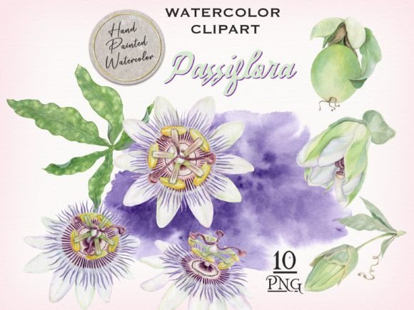 Download Passion Flower Watercolor Clipart - Watercolor Collection